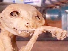 トルコの地下室で見つかった「招き猫のミイラ」! 1000年前に生息していた巨大ノラ猫か?