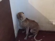 痩せ細り、毛も抜かれ… 虐待を受けた“トラウマ犬”が人間を拒絶する様子とは?