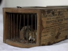 155年前のネズミ捕りにつかまって死んだ世界一残念なネズミ! 不運を称えて剥製化の予定も