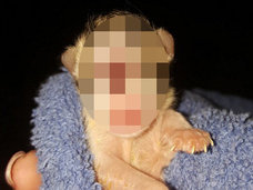【閲覧注意】続発する「単眼症のネコ」 ― 奇形のシンクロニシティは凶事の前触れか!?