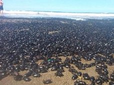 突然、数百万匹のカブトムシが海岸に降り注ぐ怪奇現象発生! UFOが投棄した可能性=アルゼンチン
