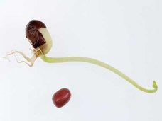 自然派化粧品ラッシュのマッサージ剤から発芽!