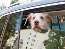 犬が母親を亡くしたチーターの子供の親代わりに