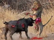 【閲覧注意】バッファロー対ライオン! ワニ対カバ! 野生動物の命を懸けた無差別マッチの意外な行方は!?