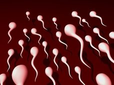 やはり精子は美肌効果バツグン、調味料にも…!? 学校では教えてくれない“精子の秘密”5選
