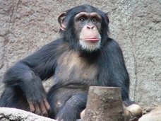 男の低い声は3倍影響を与えている!? 「低い声」に関する最新研究結果が面白い!
