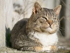 ネコを飼うと「胃がん」「統合失調症」になる!? 死よりも怖いペットを飼うリスク8選