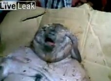 【閲覧注意】デブで醜悪な人面ネズミが出現! 股間に不思議な黒い物体…ブタの可能性も?
