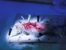【閲覧注意】解剖したネコの腸で縄跳びする高校生! カオス化するアメリカの解剖実習