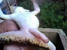 超巨大ペニスを持つカエルが激写される! 位置、色、形… 見事なイチモツに衝撃広がる=豪