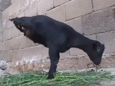 【閲覧推奨】奇形「カラスになったヤギ」が物理法則を超越! 奇跡のバランス感覚に賞賛の声