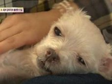 強制交配・出産ループの末、食用犬として出荷……韓国「子犬製造工場」の実態に怒りの声