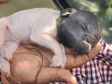 透明ブタ、双頭ヤギ、象鼻の仔犬… 南米で多発する奇形動物の原因とは!?=アルゼンチン