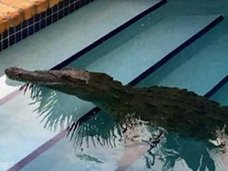 ドアベルを鳴らすワニが目撃される!