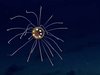 【衝撃映像】地球外生命体としか思えない! マリアナ海溝で完全に「新種のクラゲ」が発見される