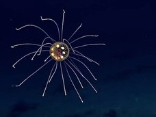 【衝撃映像】地球外生命体としか思えない! マリアナ海溝で完全に「新種のクラゲ」が発見される