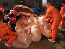 【閲覧注意】巨大ゾウを解剖、内臓があふれだす光景がグロすぎる! 長い鼻を切り開いてみたら…!!