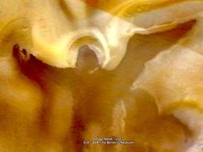 火星表面に超巨大な「天使の地上絵」が出現! 翼や後光までグーグルアースに写り込む!