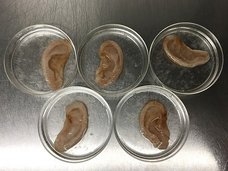 人間の細胞をリンゴに移植、耳を作り出すことに成功! マッドサイエンティストのヤバすぎる人体再建計画とは!?