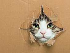 日経新聞がコラムで赤っ恥! 「シュレーディンガーの猫」と「バタフライ効果」を大胆に間違える!?