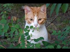 妻への復讐として乾燥機にかけられた猫が生還!