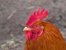 冷凍チキンを散歩中の女性が目撃される!