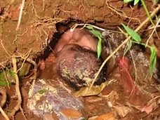 24時間生き埋めにされた赤ん坊が生還! アルマジロの巣穴の中で一体何が? =ブラジル