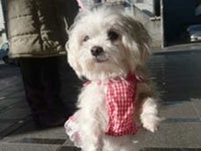 「お前も同じ目に遭わせてやる!」恋人への腹いせに、韓国人男性がペットの子犬2匹を惨殺
