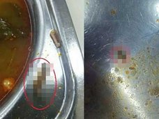 幼虫やカエルの死骸が混入! 韓国で相次ぐ給食トラブル、まともな業者を探すのは至難のワザ?