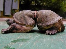 【衝撃】海に捨てられたゴミで苦しむ動物たちの絶望的姿! 無言の訴えに涙…
