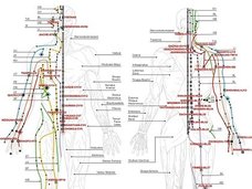 経絡とツボの科学的な根拠とは? 東洋医学はやはり正しい!?