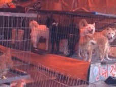 犬鍋の臭いは“犬をハグしたときのアノ臭い”だった…。実際に韓国で見た“食用犬”の凄惨な末路と味とは?
