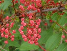 世界最強の毒草ドクウツギを栽培し、味見した結果がヤバくて意外すぎる!【ググっても出ない毒薬の手帳】