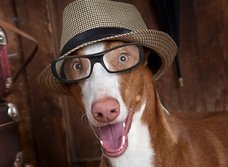 2040年までに地球上から犬や猫が消える!? 彼らの居場所がなくなる理由とは?