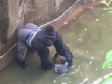 ゴリラ射殺は正しかったのか? 理学博士語る、動物の優しさと本能とは?