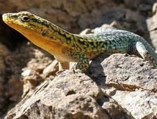 雑食性動物に野菜だけの餌を与え続けた結果、草食性動物に変化! 小腸も17%伸びる結果に