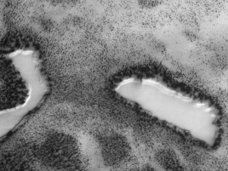 火星で樹木に囲まれた“砂漠のオアシス”が発見される! 「魚類や水棲生物が存在している可能性も」