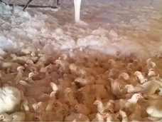 【閲覧注意】これぞ“鶏のアウシュヴィッツ”! 数万羽を瞬時に地獄へと葬る「死の泡」が恐ろしすぎる