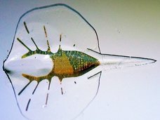 ネズミの心筋細胞から“エイ”を作り出すことに成功! 生命体でありロボットの「バイオハイブリッド」誕生