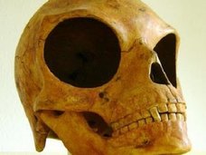 「宇宙人と人間の巨眼ハイブリッド頭蓋骨」が発見される! 中世秘密結社「ペガサスの光教団」と関連か?