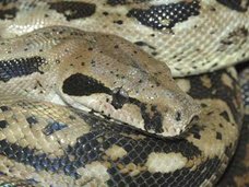 消防士がガスストーブから大蛇を救出