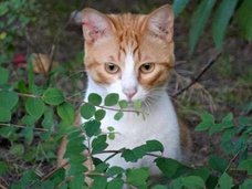 猫のフンでがん治療?