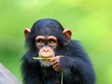 人間のように話すオランウータンが登場!?