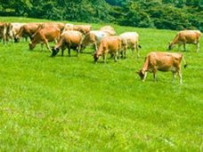 「衣服はボロボロ、体はやせ細り……」韓国で19年間行方不明の知的障害者、牧場で強制労働させれられていた