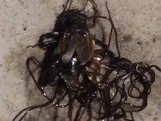【閲覧注意】死骸から湧き出す「黒いスパゲッティ」 ― 昆虫を“入水自殺”させる恐怖の寄生虫の正体は?