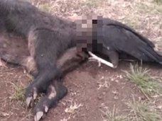 【衝撃】豚のアナルに頭を突っ込んで窒息したハゲタカ! その目的は何だったのか!?