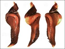 トゲだらけのパルパルバルブ(ペニス)を持つ新種タランチュラが出現! 振り回せば武器になる凶悪すぎる股間=コロンビア