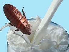 スーパーフードの大本命「ゴキブリミルク」を飲め! 牛乳の4倍の栄養価、ケール、キノア、アサイー、ココナッツオイルをも完全に上回る