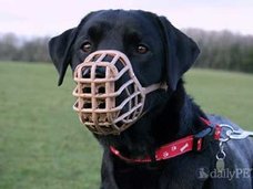 ペットの猛犬が子猫を襲うシーンを生配信! 韓国・生主に問われるモラルと、相次ぐ動物虐待