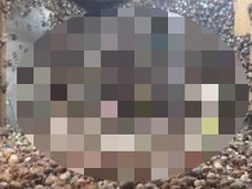 【トライポ閲覧注意】ヤドカリに埋め尽くされた部屋 ― 残虐な「ヤドカリ虐待」の実態=アメリカ